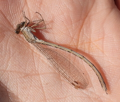 Sympecma paedisca