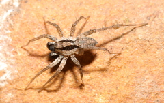 Pardosa crassipalpis