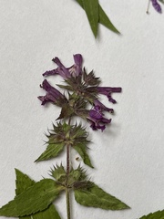 Stachys hispida