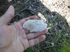 Unionidae