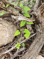 Matelea edwardsensis