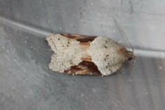 Acleris macdunnoughi