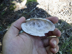 Unionidae