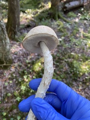 Leccinum holopus