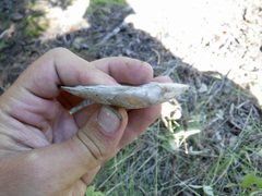 Unionidae