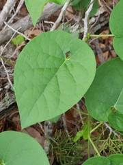 Matelea edwardsensis