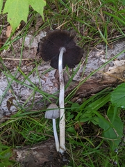 Coprinopsis atramentaria