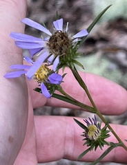 Eurybia hemispherica