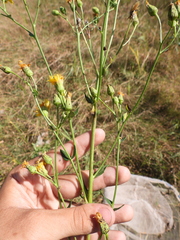 Hieracium robustum