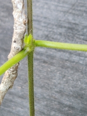 Matelea edwardsensis