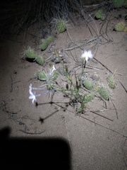 Ipomopsis longiflora