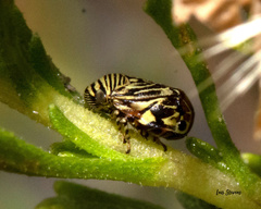 Clastoptera lineatocollis