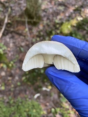 Leccinum holopus
