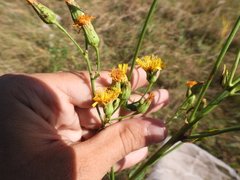 Hieracium robustum