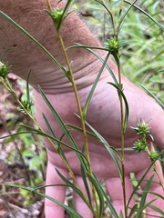 Eurybia hemispherica