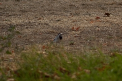 Motacilla alba alba