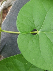 Matelea edwardsensis