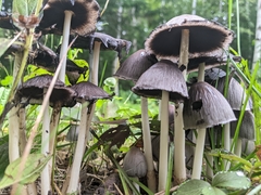 Coprinopsis atramentaria