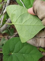 Matelea edwardsensis