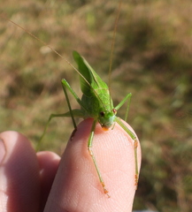 Phaneroptera falcata