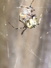 Parasteatoda tepidariorum