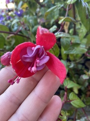 Fuchsia