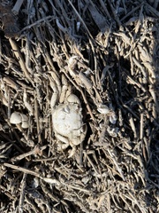 Hemigrapsus oregonensis