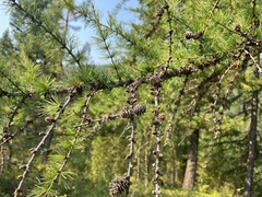 Larix occidentalis