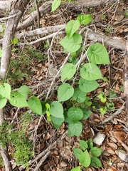 Matelea edwardsensis