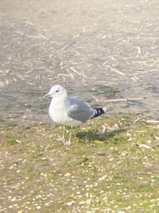 Larus canus