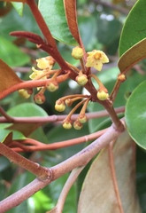 Chrysophyllum cainito