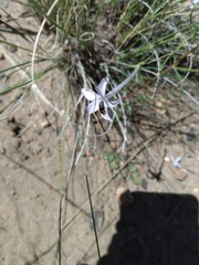 Ipomopsis longiflora