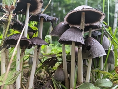 Coprinopsis atramentaria