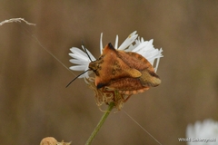 Carpocoris fuscispinus