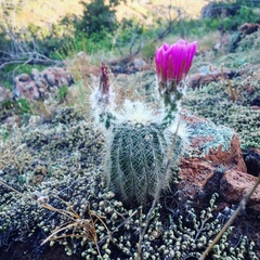 Echinocereus reichenbachii baileyi