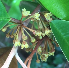 Chrysophyllum cainito