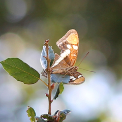 Adelpha californica