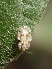 Corythucha confraterna