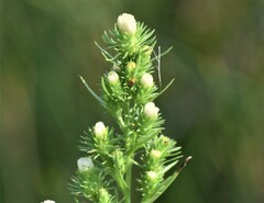 Symphyotrichum ciliatum