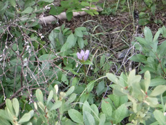 Gentiana rubricaulis