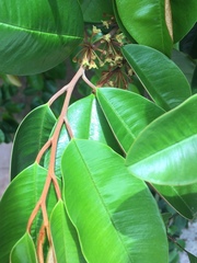 Chrysophyllum cainito