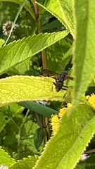 Polistes fuscatus