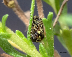 Clastoptera lineatocollis