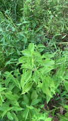 Boehmeria cylindrica