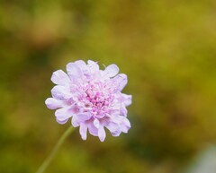 Scabiosa