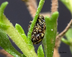 Clastoptera lineatocollis