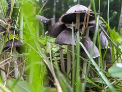 Coprinopsis atramentaria