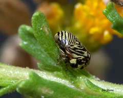 Clastoptera lineatocollis