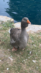 Anser anser domesticus