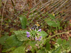 Bombus pascuorum